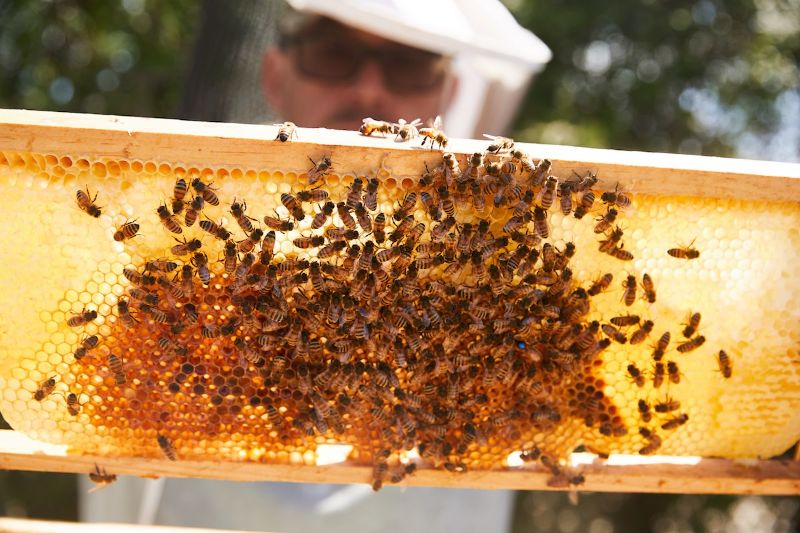 récuperation du miel