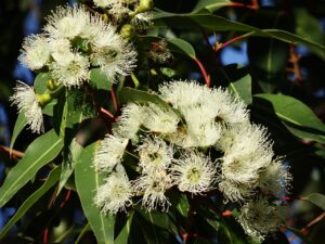 plante medicinale eucalyptus